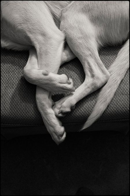 DoglegsBW-small