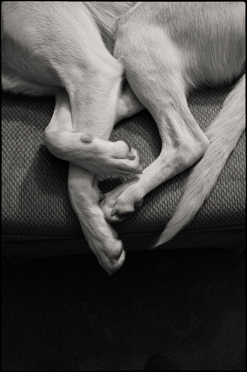 DoglegsBW-small