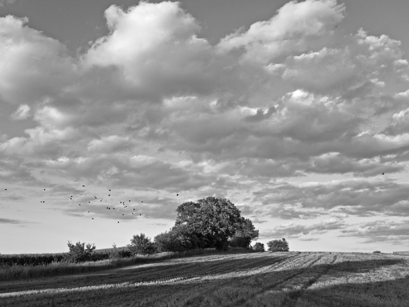 BWmike-4-small