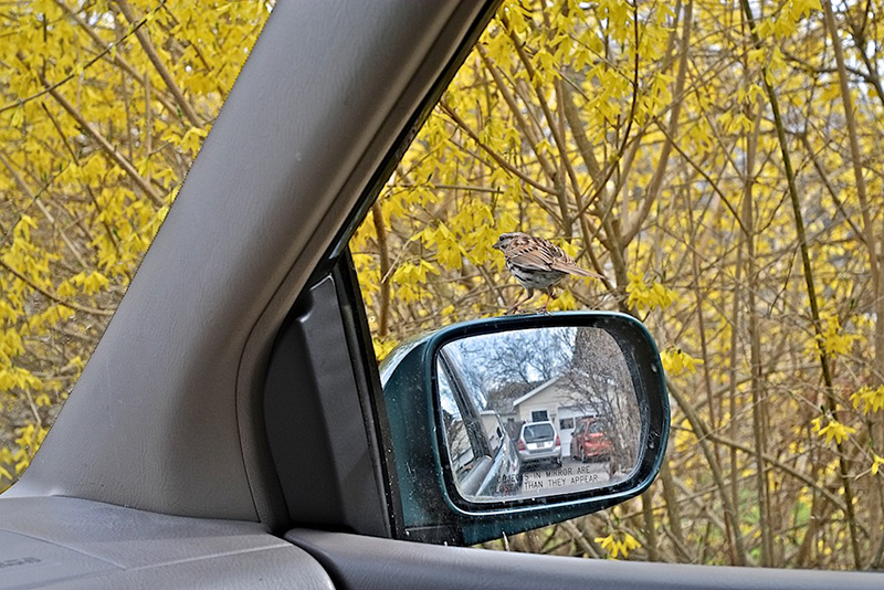 Bird Warns Off Competitors2 - by Jim Hughes