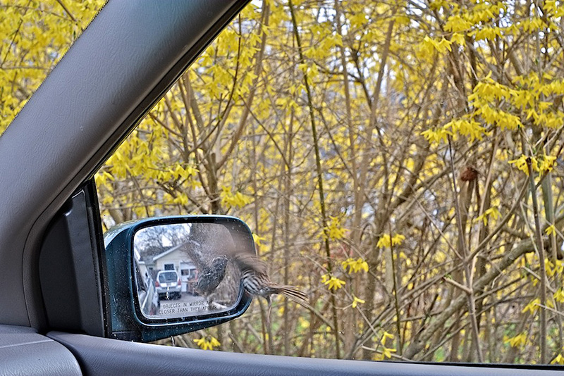 Bird Tries to Join his Love - by Jim Hughes