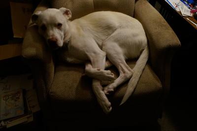Doglegs2-2