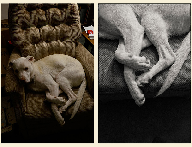 Dogslegspair