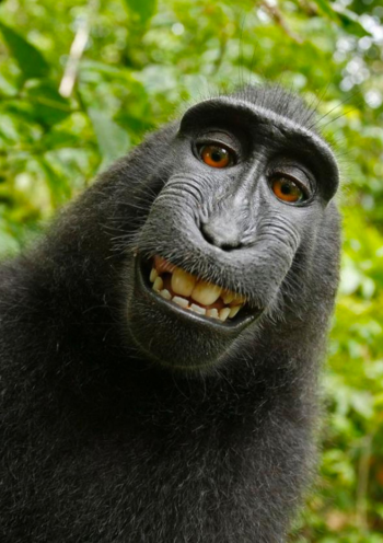 Slatersmacaque