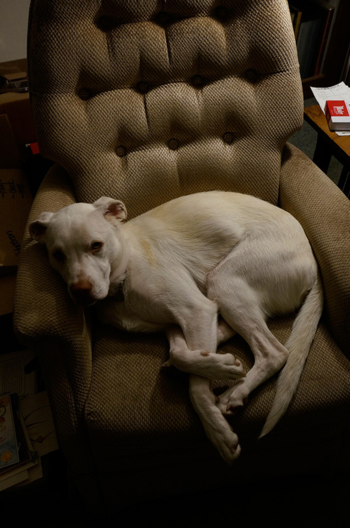 Doglegs2-1