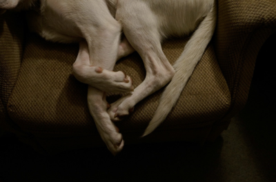 Doglegs2-4