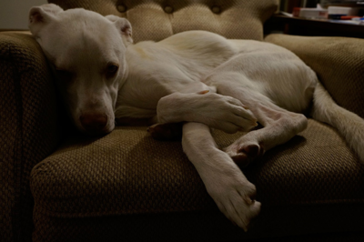 Doglegs2-3