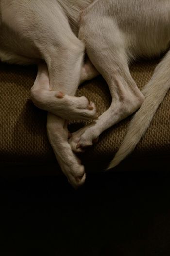 Doglegs2-5