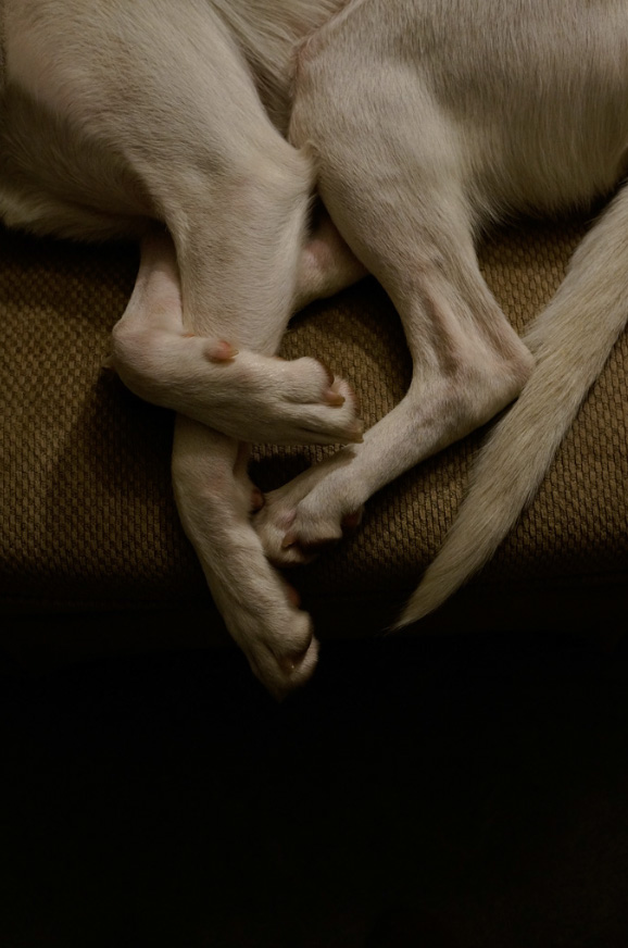 Doglegs2-5