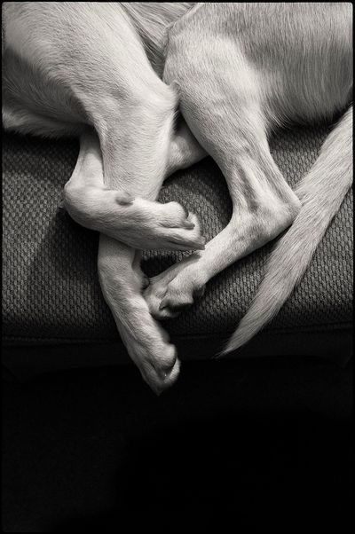 DoglegsBW-small-2