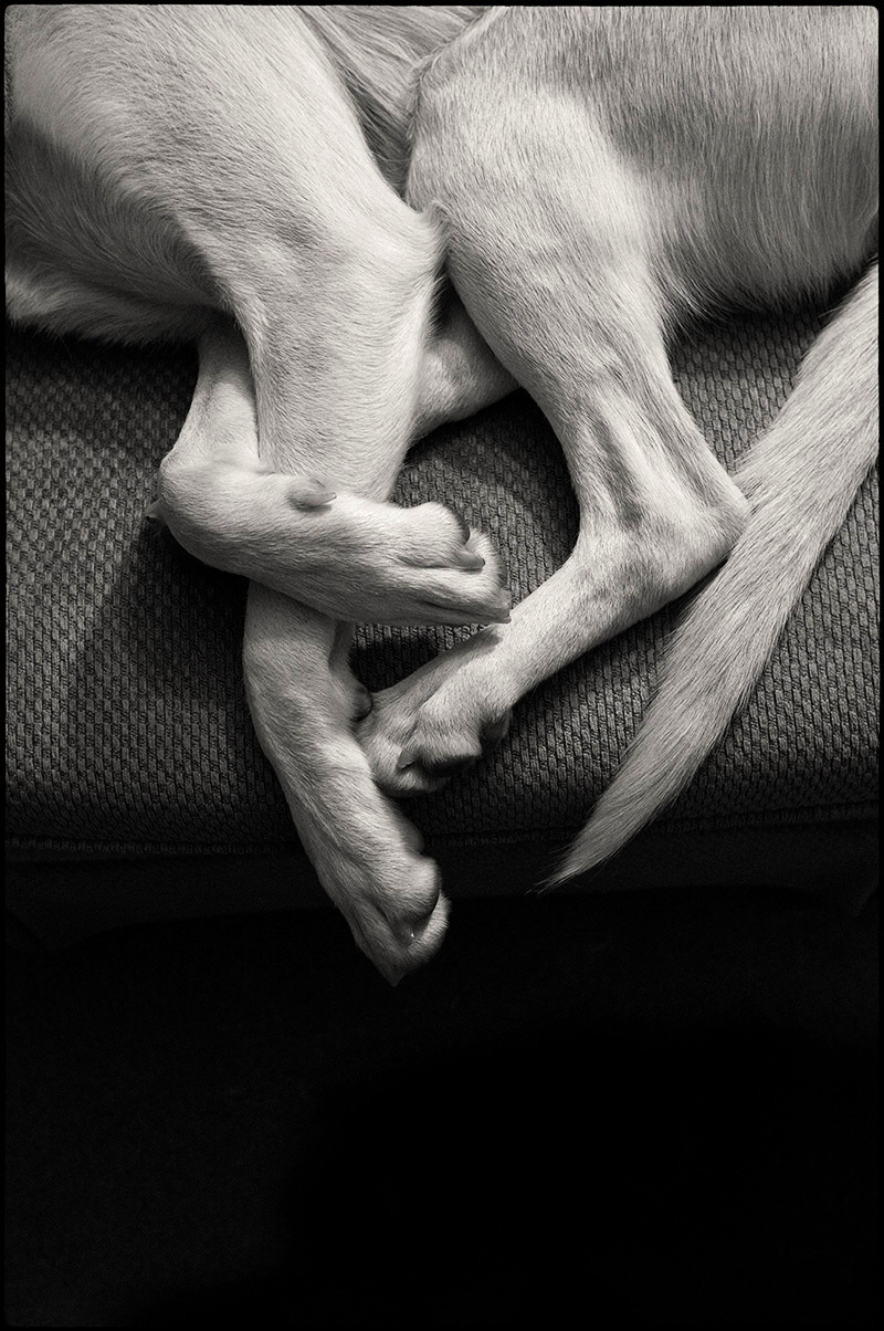 DoglegsBW-small-2