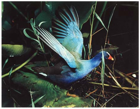 Porterpurplegallinule Porterpurplegallinule
