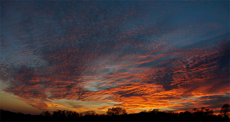Soybeansunset