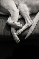 DoglegsBW-small-2