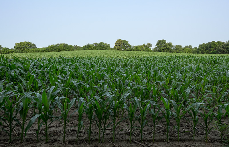 Cornfield
