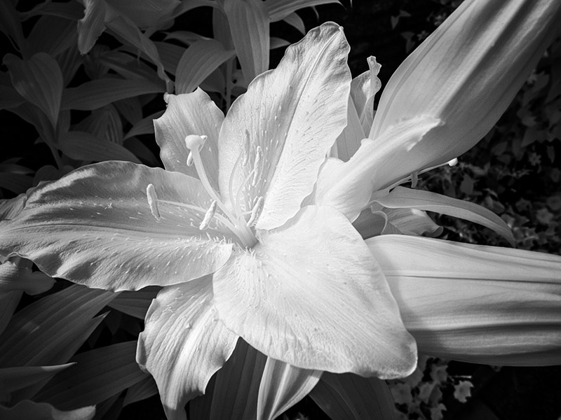 Anthers