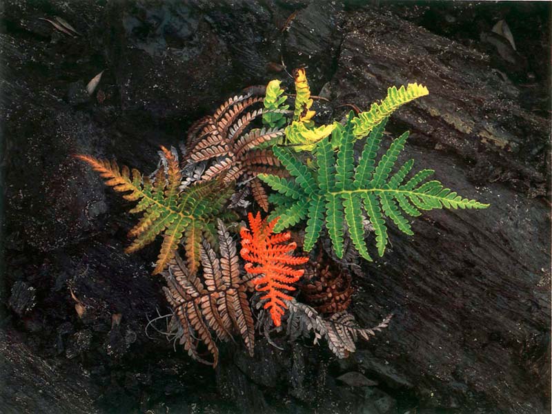 Competing Ferns small