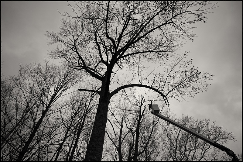 Tree-felling-3-BW-small
