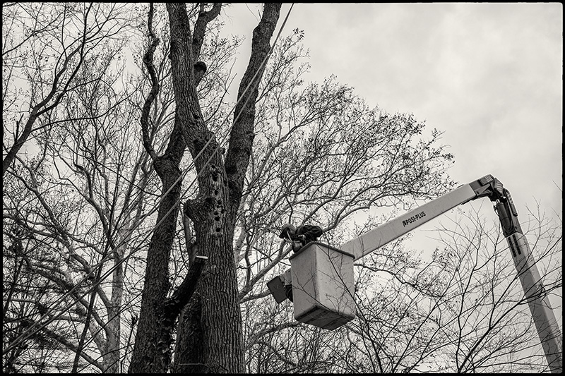 Tree-felling-6-BW-small