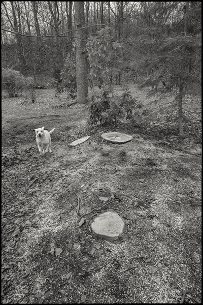 Tree-felling-5-BW-small