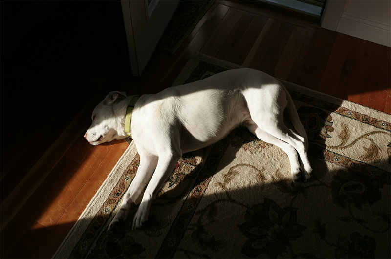 Bright-butters