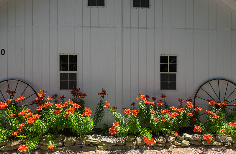 Lillies-small