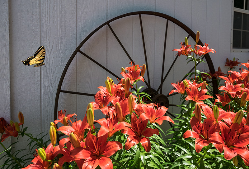 Lillies butterfly-2-small