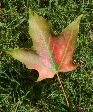 Fall Color