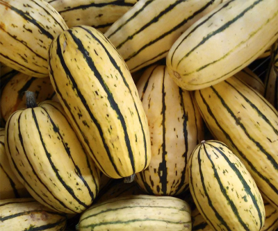 Delicata squash