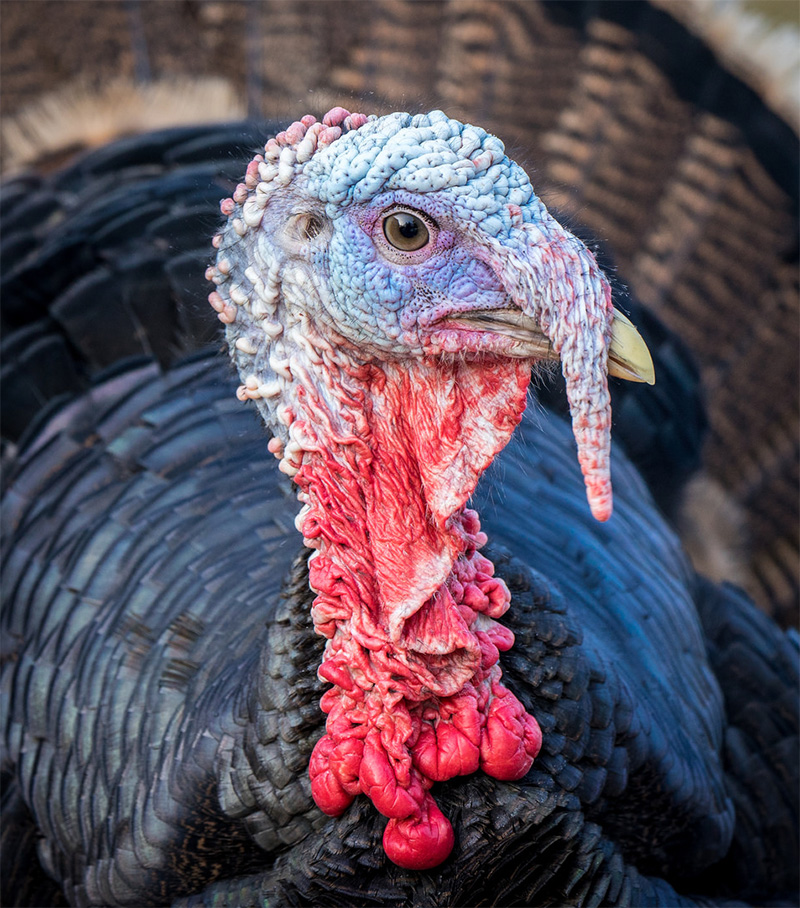 Zeiss turkey