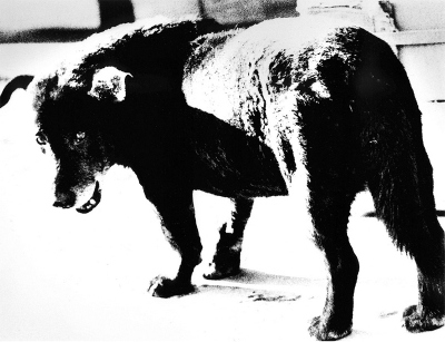 Moriyama-2