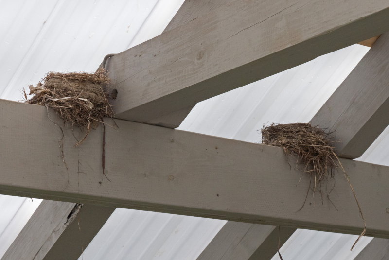 Robins nests