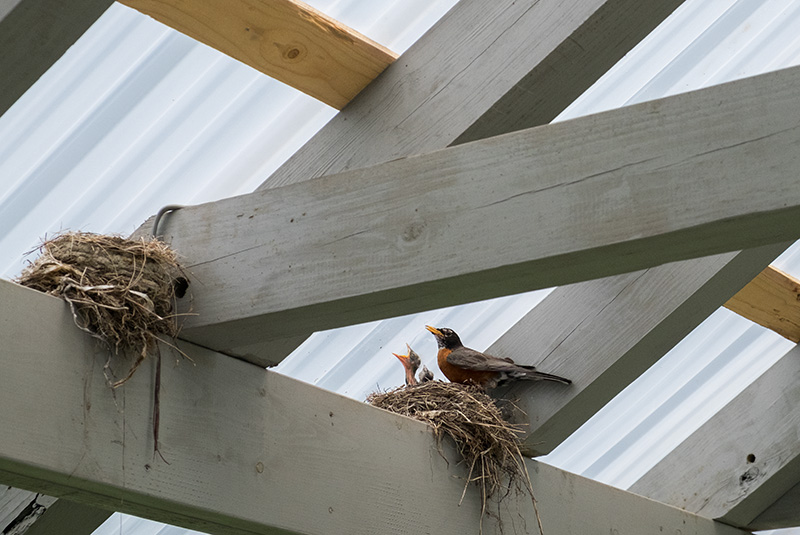 Babyrobins