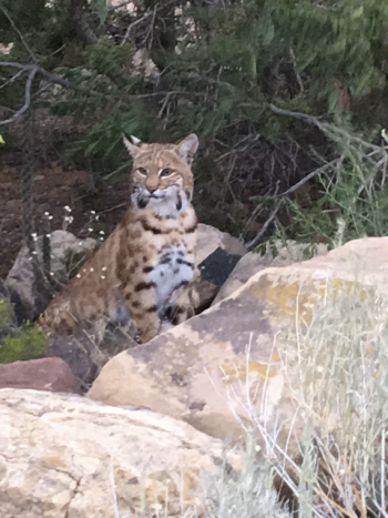 Camp Bobcat