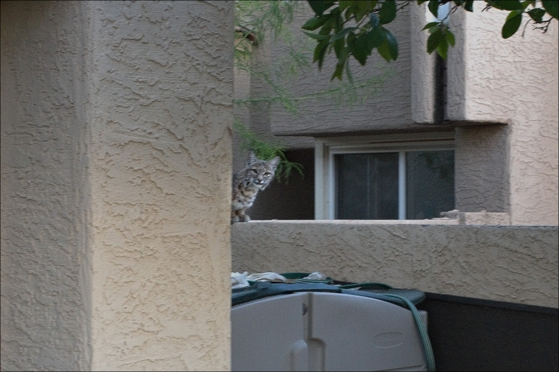 JG Bobcat