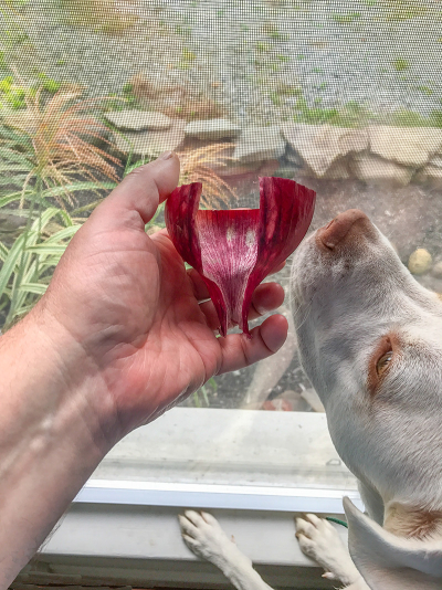 Butters likes to sniff everyting