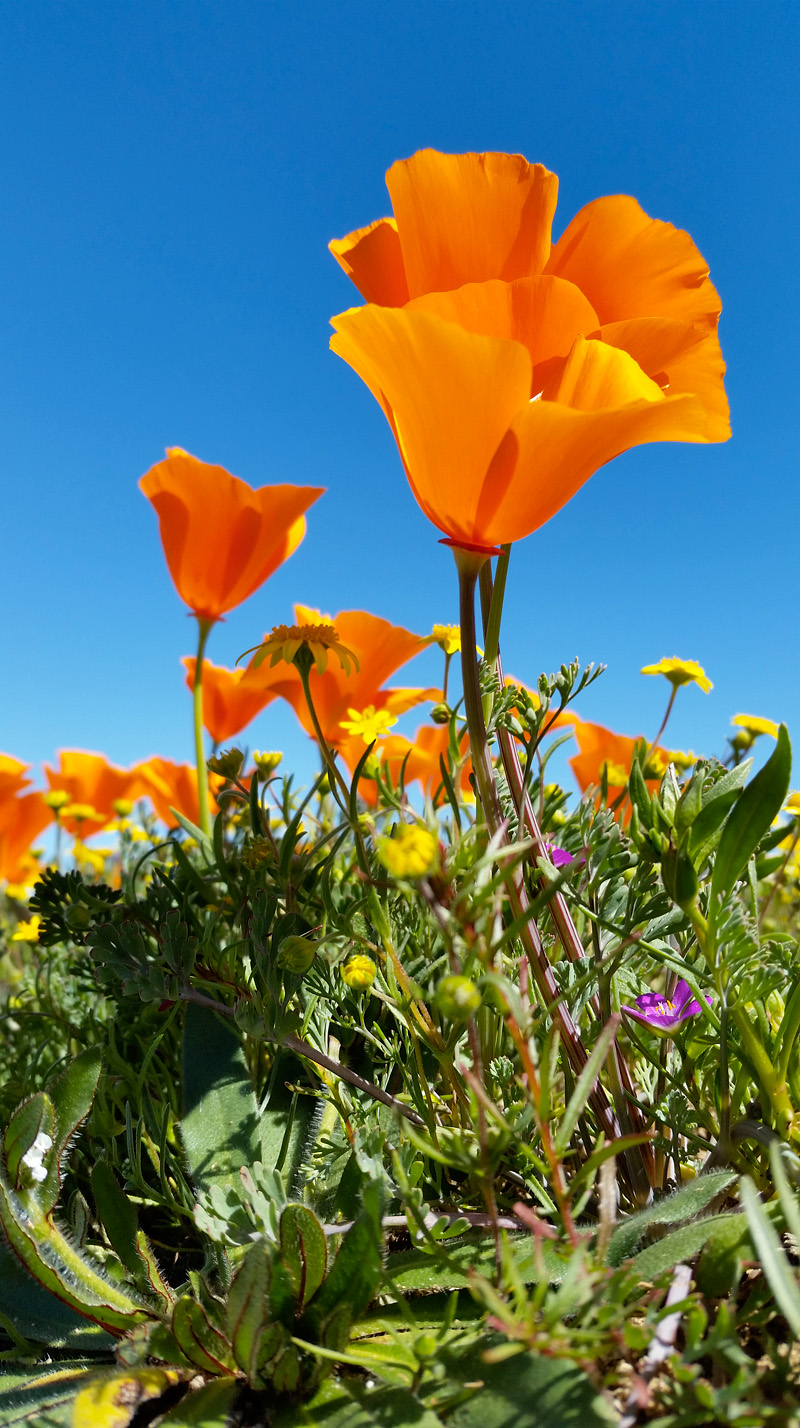 Lone-poppy