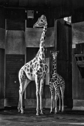 BW Elling Two Giraffes