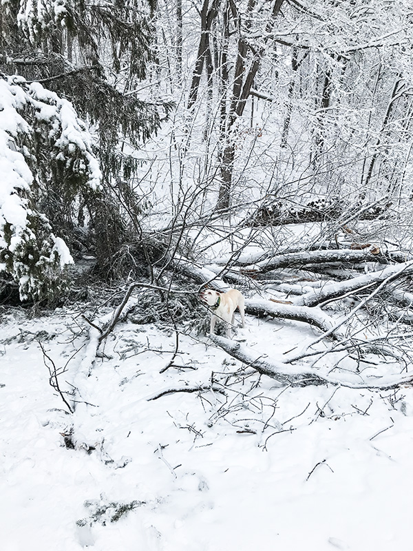 March 2 snowstorm 2