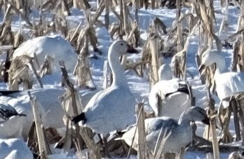 Geese detail