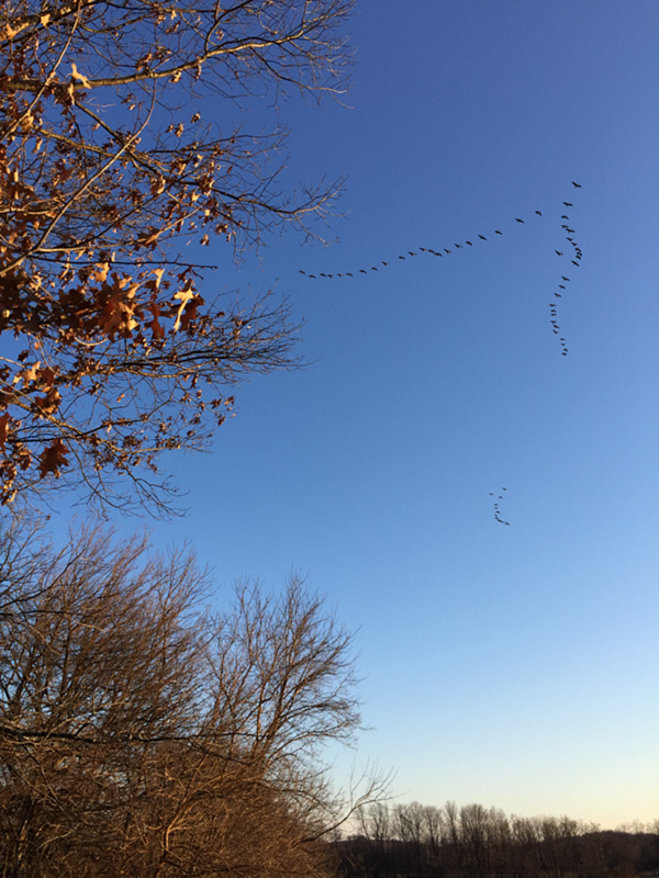 Geese-small
