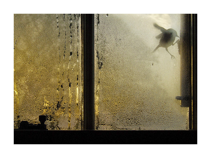 Birdatfeeder