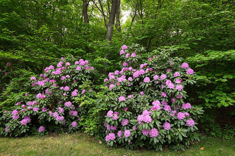 Flowers-small