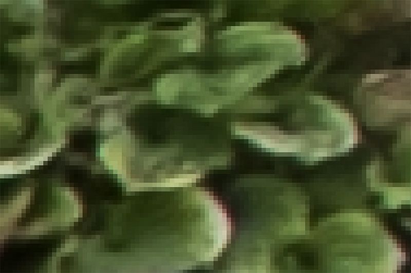 Pixellated-leaves-1