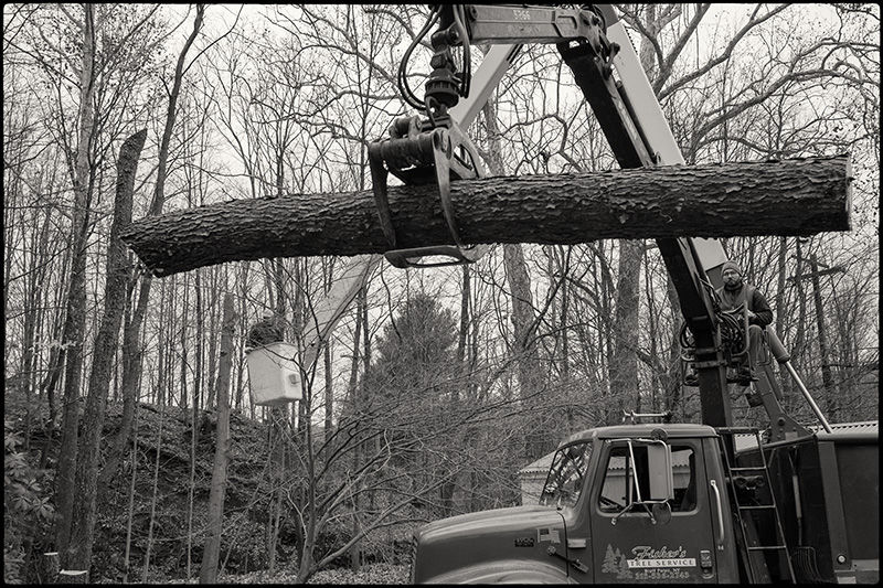 Tree-felling-2-BW-small
