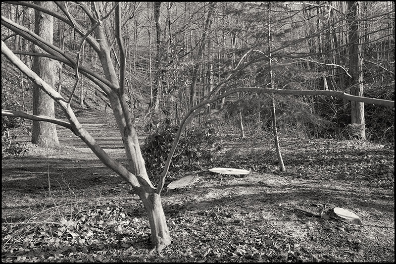 Tree-felling-7-BW-small