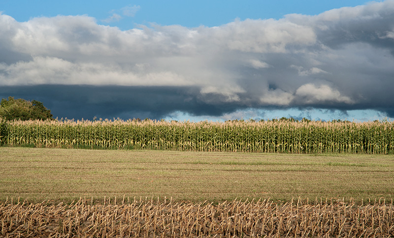 Corn Harvest-2-small