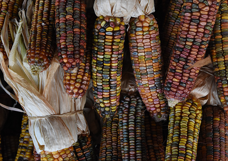 Mennonite Indian Corn