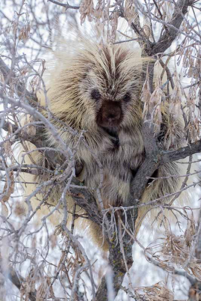 Porcupine Portrait-1