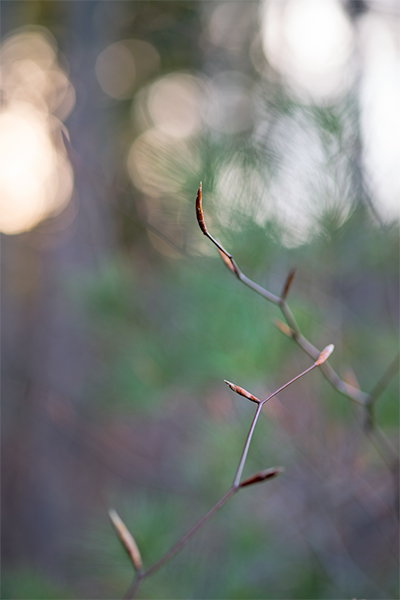 Beach_buds_pine_bokeh_a7r22017_6553